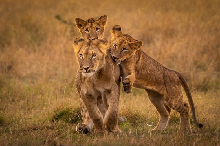 027 Masai Mara.jpg